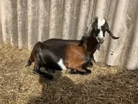 Kozioł, Saanen goat — zdjęcie 4