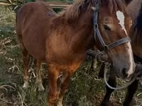 Cavalo, Cavalos — foto 1