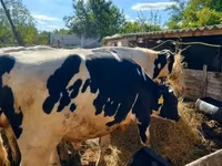 ثور, Russian Black pied cattle — الصورة 3