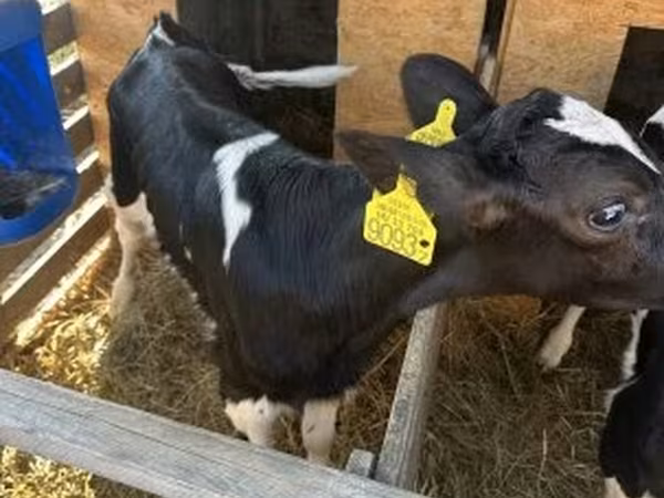 公牛, Holstein breed