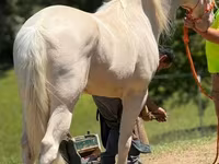 Pastuv, Kentucky mountain daddle horse — fotografija 6