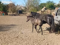 Yegua, Caballos — foto 1