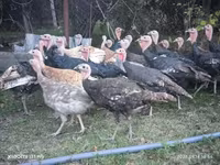 Turkeys — fotografija 2