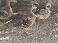 Ducks — الصورة 3