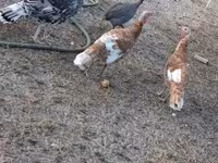 Turkeys — Foto 1