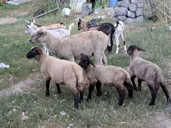 Bélier, Moutons — Hongrie