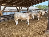 Bull, Charolais cattle — photo 1