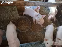 मादा सूअर, सूअर — फ़ोटो 6