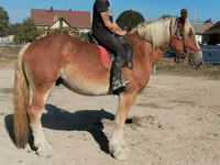 Koń, Konie — zdjęcie 6