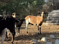 Schaf, Cameroon sheep — Foto 1