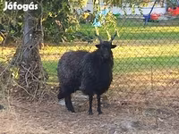 母羊, Racka sheep — 照片 3