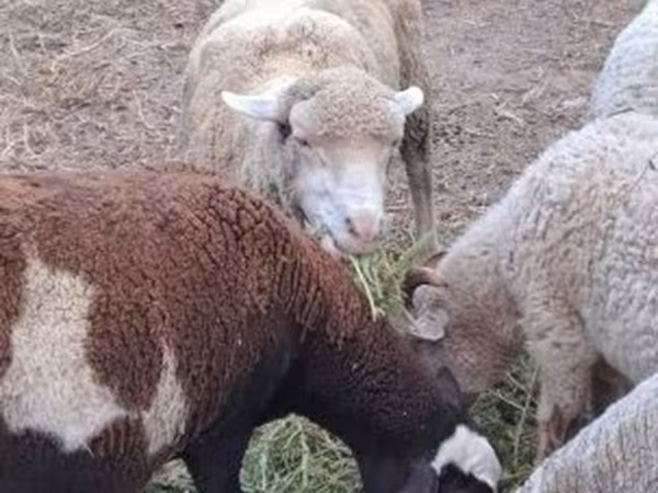 Schaf, Merino sheep