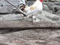 Chickens — fotografija 5
