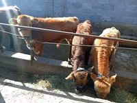 雄牛, Swiss cattle — 写真 3