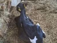 公牛, Russian Black pied cattle — 照片 1