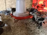 براهما — الصورة 3