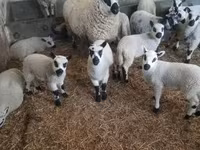 公羊, Cerry Hill sheep — 照片 2