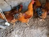 Nju Hempšir crvena — fotografija 2