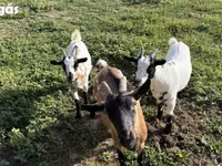 母山羊, Goats — 照片 2