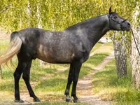 Aygʻir, Andalusian horse — 1-rasm