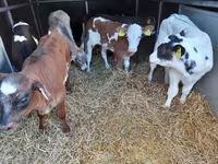 Bik, Pinzgauer cattle — fotografija 2