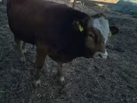 公牛, Limousin cow — 照片 8