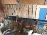 Теке, Boer goat — 1-сурет