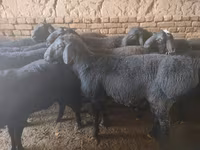 Ovan, Rhon sheep — fotografija 4