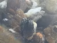 Chickens — Foto 4