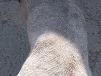 Ovan, Ordabasy sheep — fotografija 4