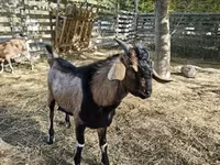Echki, Nubian Goat — 7-rasm