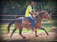 Kobila, Standardbred — fotografija 7