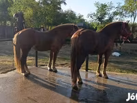公马, Horses — 照片 4