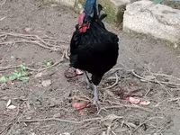 Chickens — 5-сурет