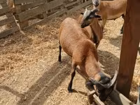 تيس, الماعز — الصورة 1