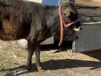 Cow, Alatau breed — photo 3