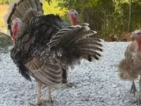 Turkeys — Foto 3