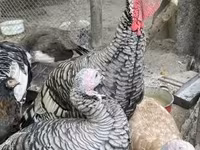 Turkeys — 写真 1