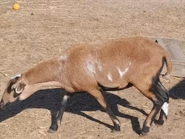 Qoyun, Cameroon sheep — Macarıstan