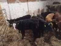 Bull, Cattle — photo 2