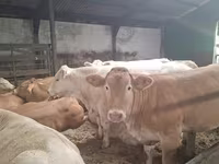 Krava, Blonde d’Aquitane cattle — fotografija 2