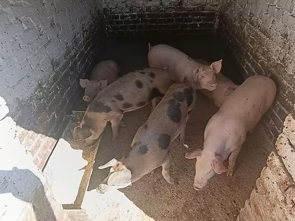 Vepar, Свиње