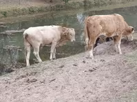 सांड, आउलियेकोल नस्ल — फ़ोटो 3