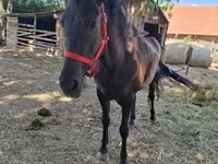 Kobyła, Hungarian horse breed — zdjęcie 3