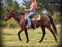 Kobila, Quarter Horse — fotografija 4