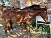 Hengst, Kisber felver — Foto 3