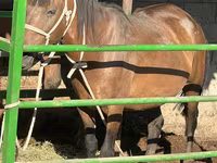 घोड़ी, Kazakh horse — फ़ोटो 2