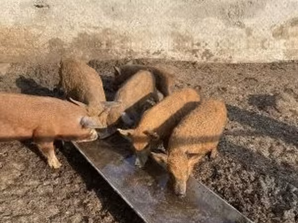 豚（ロット、性別未指定）, 