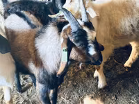Bode, Nubian Goat — foto 4