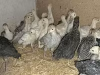 Turkeys — fotografija 1